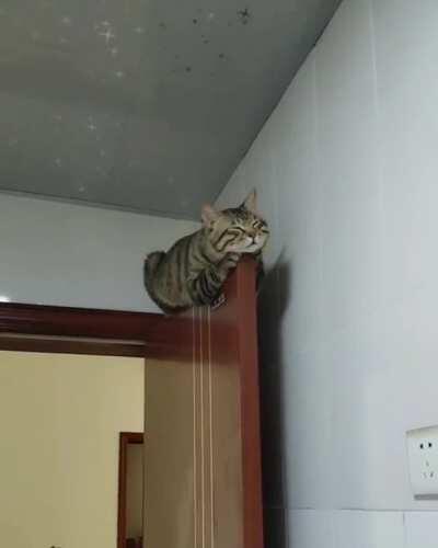 if i were a cat, i would do this immediately and automatically