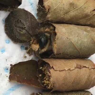 Little leaf cutter bee waking up in her tiny leaf bed.