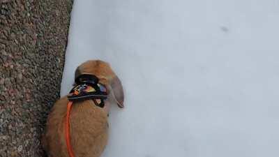 Cute bun, terrible video.