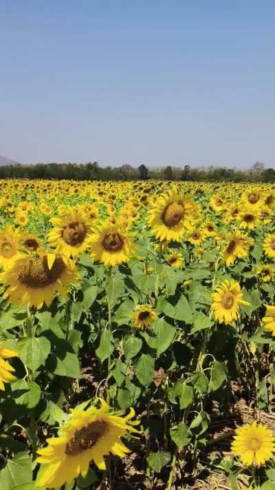 Relax walking at sunflower farm