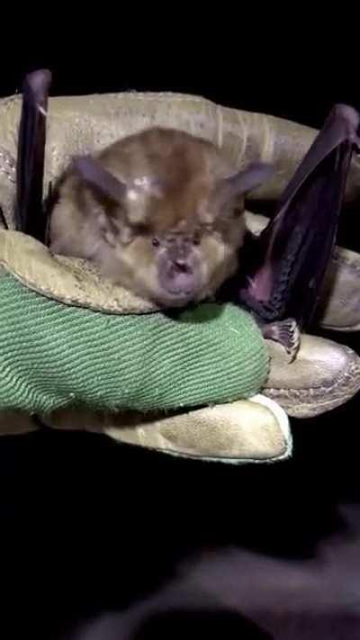 This Horseshoe bat uses three tiny bones to transmit sound waves across its middle ear to communicate!