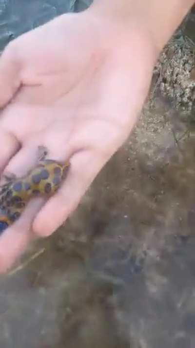 Mom films her child showing off the most venomous octopus to the camera.