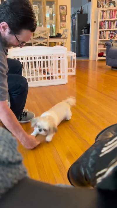 Dino showing off for company