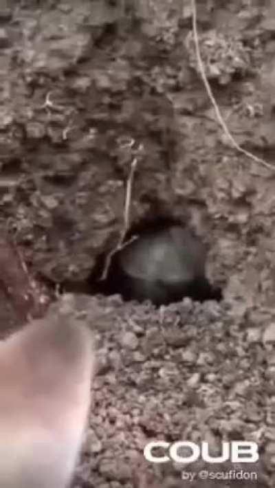 the most diverse fauna in Europe