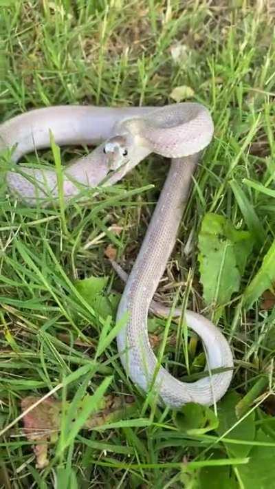 Take them out for a nice stroll and this is the gratitude you get.