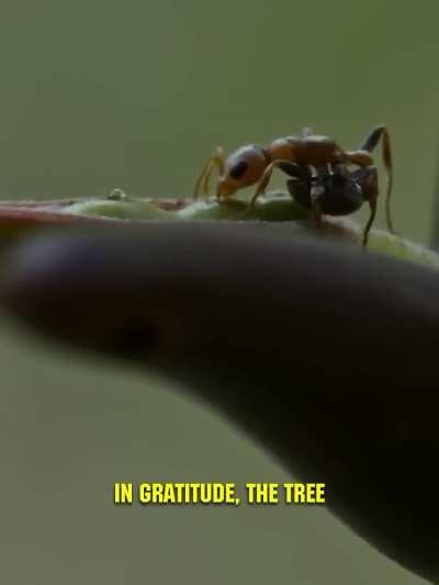 Symbiosis between Acacia plant and ant colony 