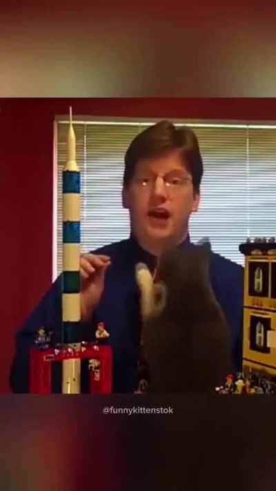When Cats interrupt TV News