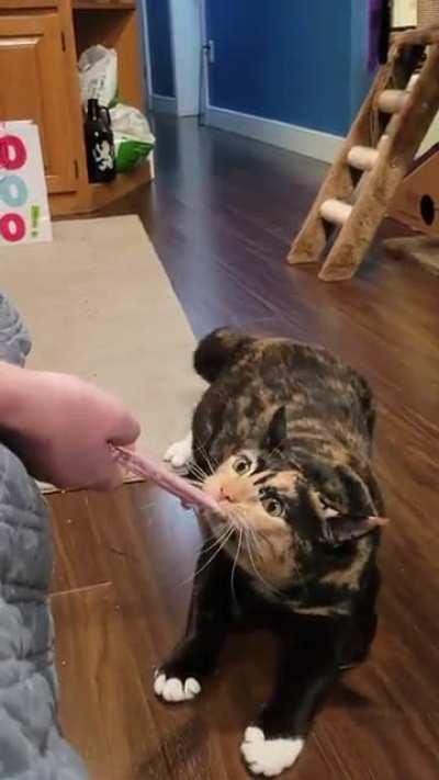 Our cat likes to play tug-of-war.