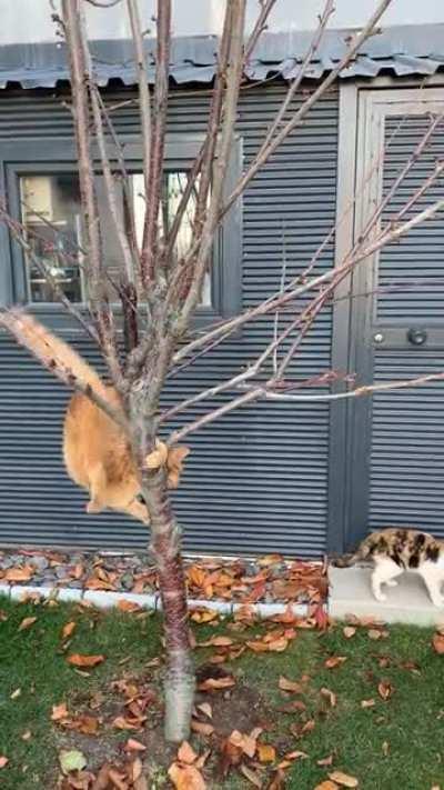 He is looking for the braincell, they told him it grows on the tree