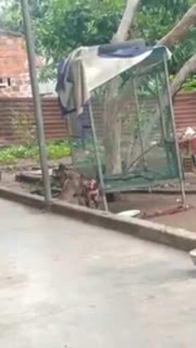 Macakong VS Godlinha