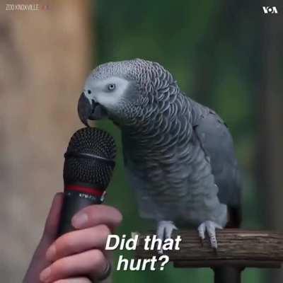 This parrot doing impersonations