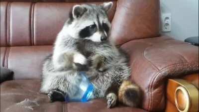 Hey... gimme back my grapes!