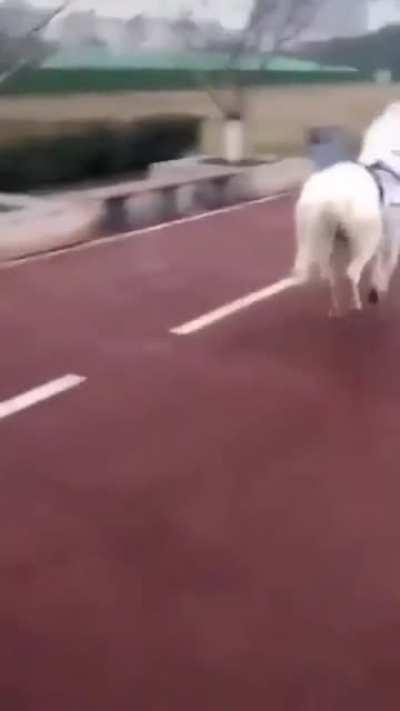 Stupid human on bicycle.