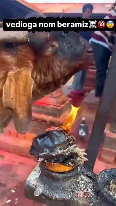 satanic wunk unaffected by dark magic flame