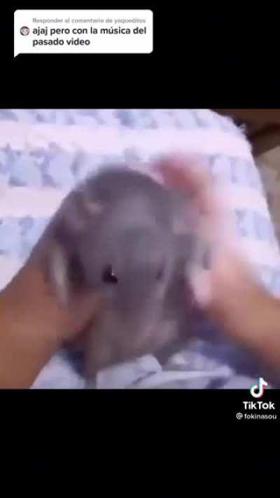 Uri uri uri goddd 🐀💎🐀💎🐀