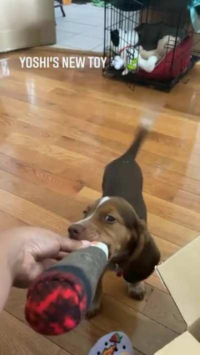 My lil beagle is a pothead just like his doggy mom😂❤️