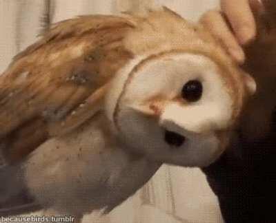 Owl adjusts in order to receive up to 89% more scritches