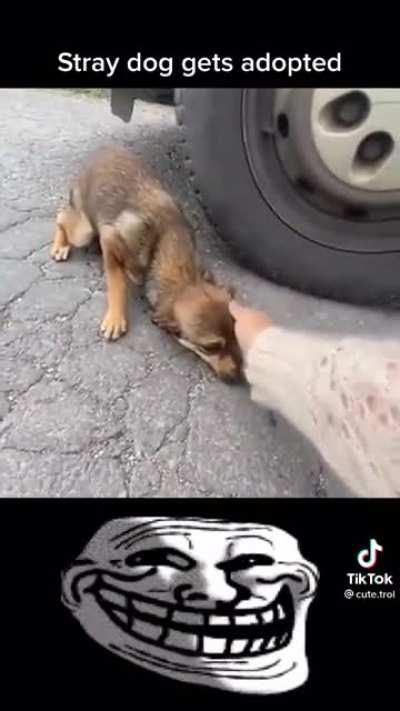 This dog getting adopted is so wholesome… 🐶😍