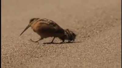 🔥 woodcock teaching hunting for worms lessons