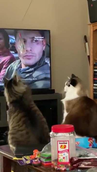 Look at these gorgeous meows being silly /dead