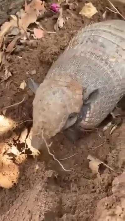 Thought it was human for a moment