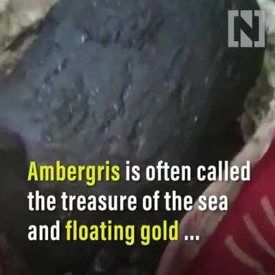 Lucky Adeni fishermen find 127 kilos of ambergris. A highly prized substance that fetches a price higher than gold