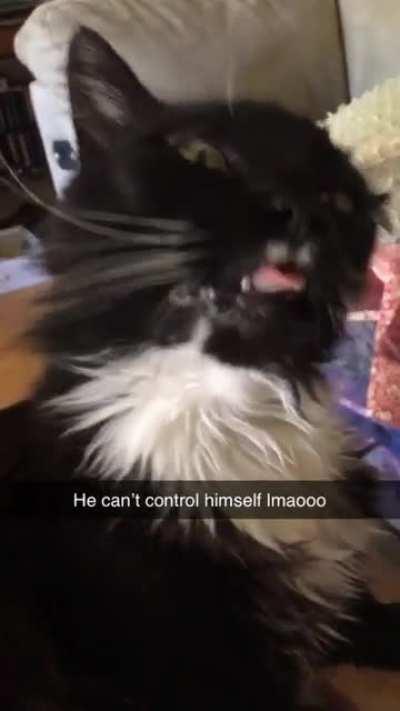 The butt scratches are just too much