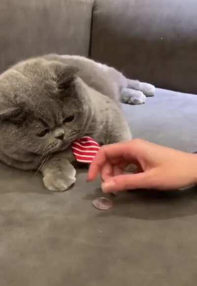 Cat learning a new trick