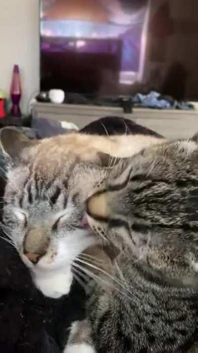 Bro why you bite him like that