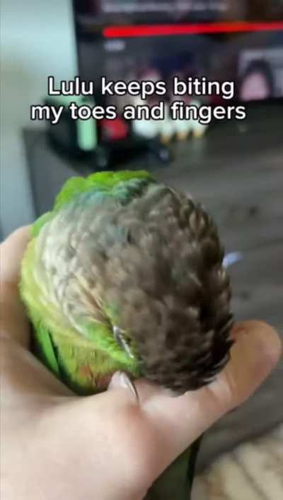 Biting bird