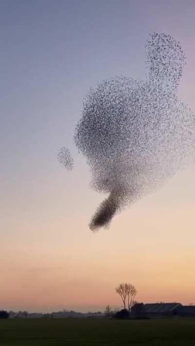 Dancing birds in the sky 