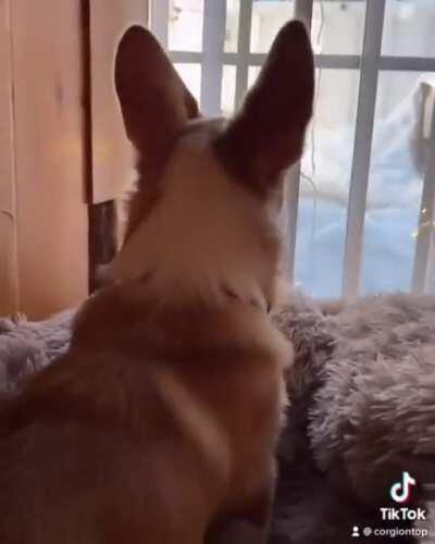 Cherry is officially 6 months old! 😭