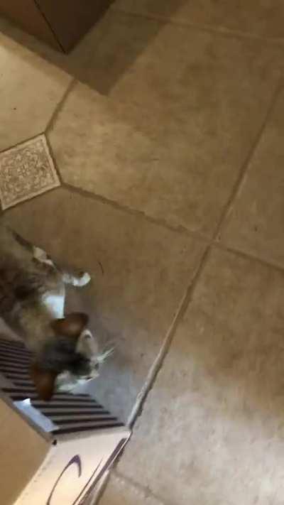 Watching my neighbor’s cat for the week. He’s very vocal.