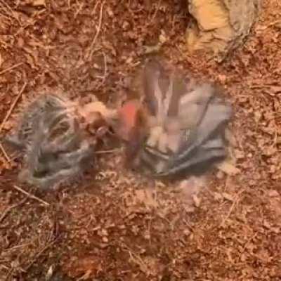 🔥 Timelapse of a Tarantula shedding it's skin.