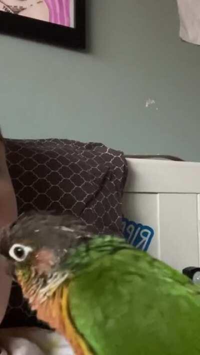 Was teaching Bartholomew to give kisses and it didn’t go as planned