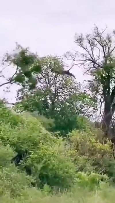 What a jump! like a pro gymnast. No one can stop a hungry animal