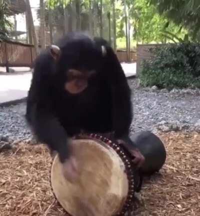 I make meusic!! Do u apes lik it?? 😁😁🐵🐵