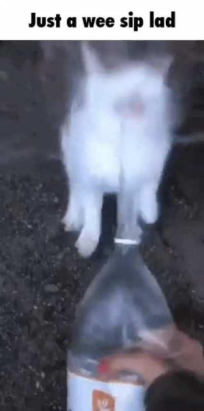 That cat is very thirsty