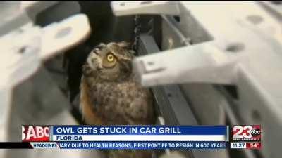 Installing an owl in car grill for some extra eyes on the road