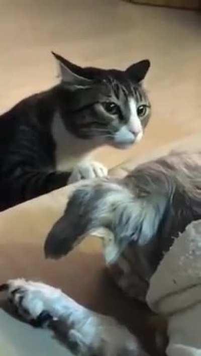 Asshole Cat VS Sleeping Dog