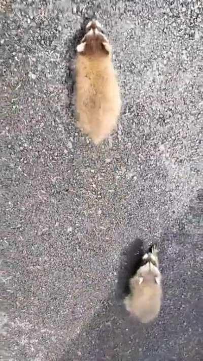Baby raccoons chase rehabber.