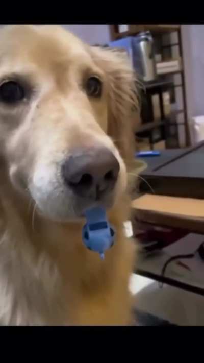 Cute Dog Reacts to Whistles 🐶🎵 - Do You Like this Short?