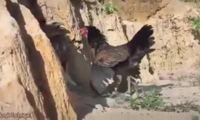 Why you should never mess with a Mama Hen