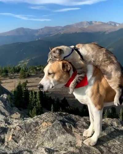 Mountain Climbing Buddies 🥰❤️💖