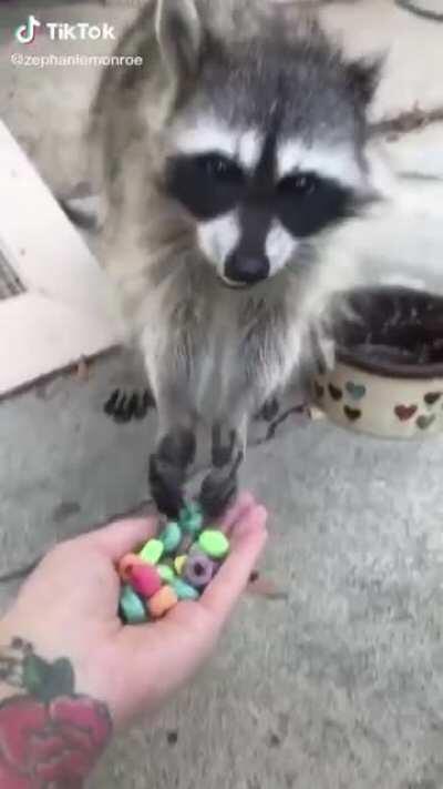 Sly Cooper eating cereal