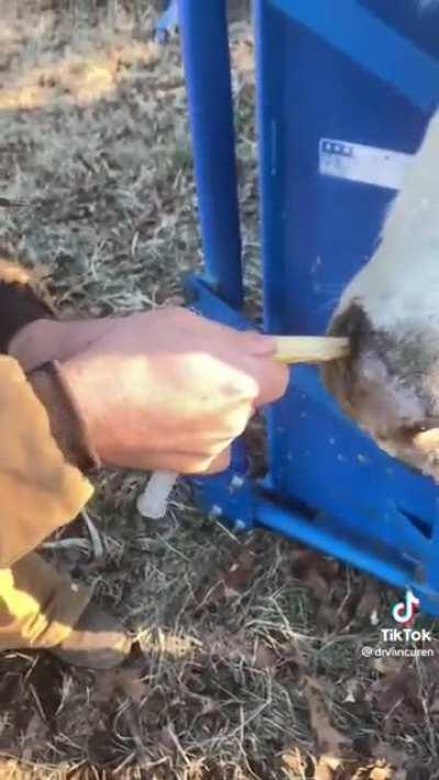 Treating a cow with a sinus infection.