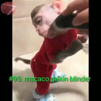 top 10 macacos fodas