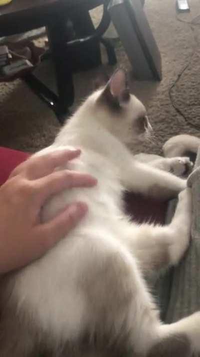 Anyone else have a cat that demands more pets while literally being pet?