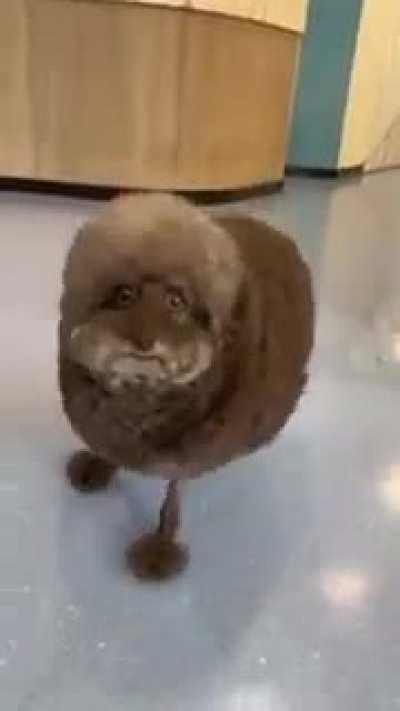 Lmao, Poor dog.  Got him looking like a cartoon. 