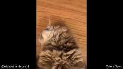 Cute kitty :3 (my first post)